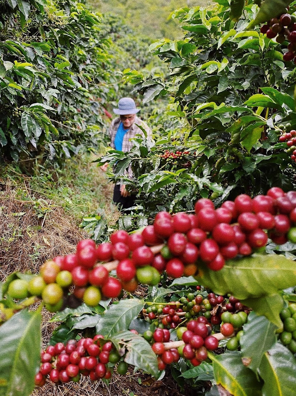 Costa Rica - Single Origin
