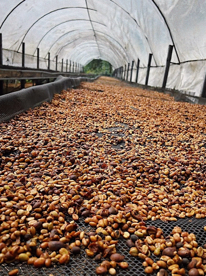 Costa Rica - Single Origin