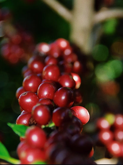 Costa Rica - Single Origin